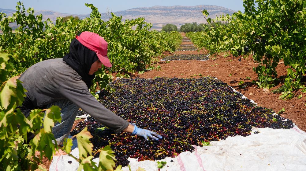 Kilis'te  ‘'Kilis horoz karası' cinsi üzümün hasadı başladı