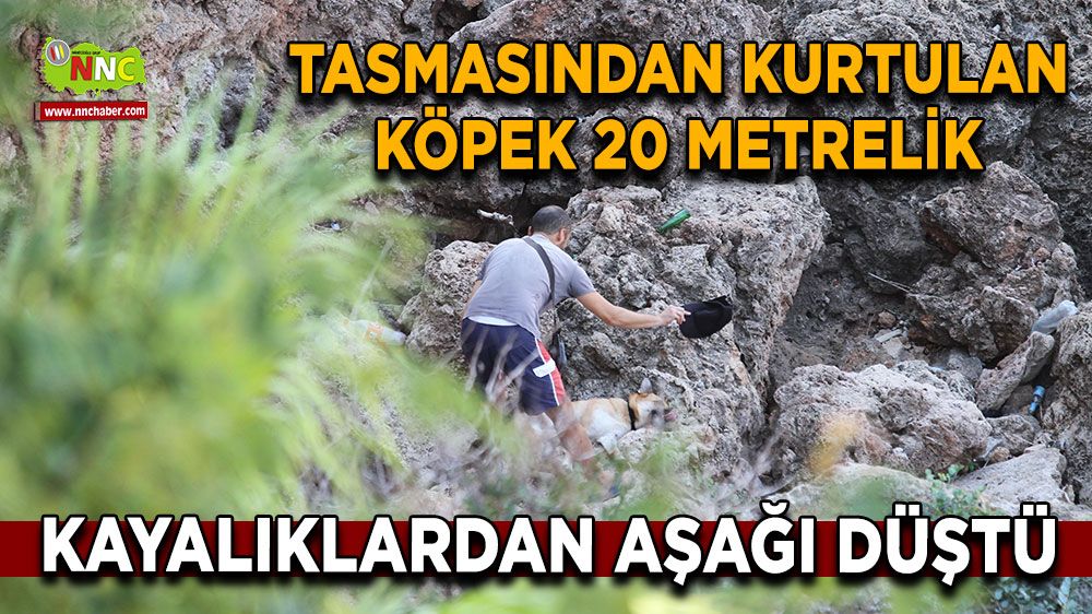 Köpeğinin arkasından kayalıklara inip elindeki şapkasıyla serinletmeye ve sakinleştirmeye çalıştı