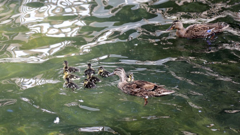  Kuğulu Park ailesi büyüyor