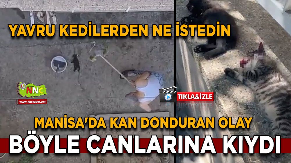 Manisa'da kan donduran olay, yavru kedilerden ne istedin böyle canlarına kıydı