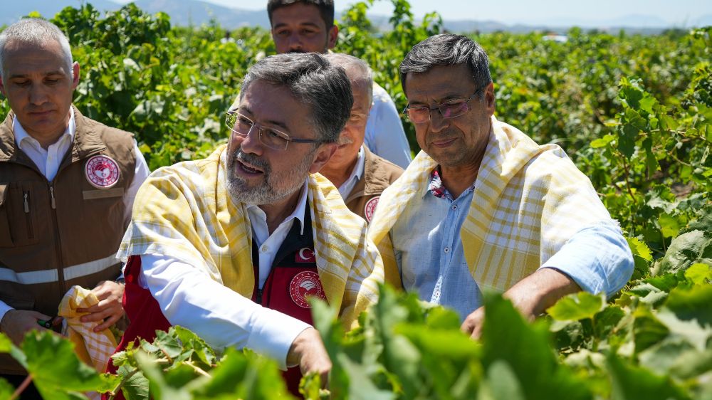 Manisa'da üzüm hasat törenine Bakan Yumaklı katıldı