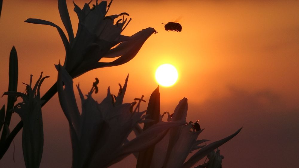 Mersin’de kum zambakları çiçek açmaya başladı