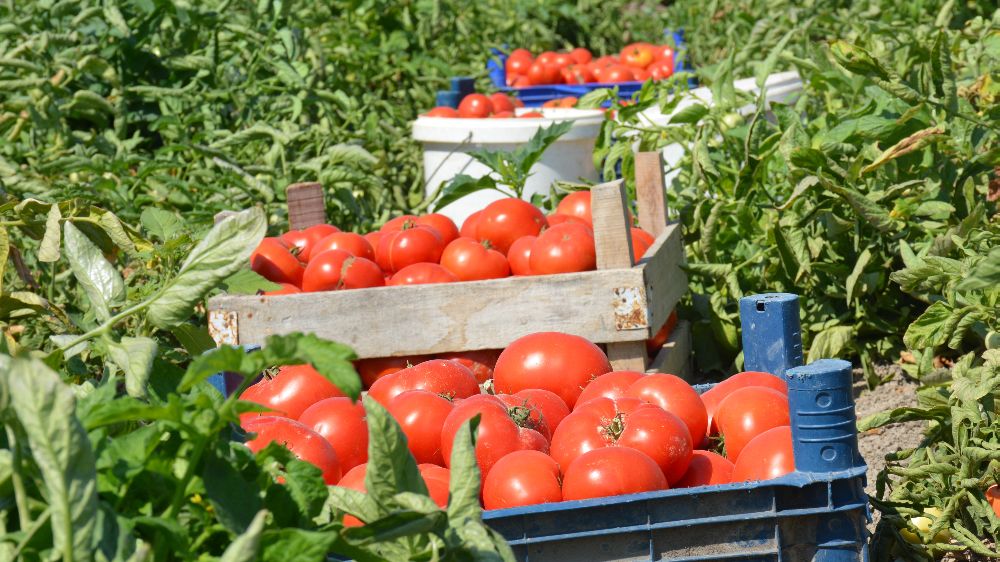 Meşhur Ayaş domatesini eken çiftçi sayısında düşüş var