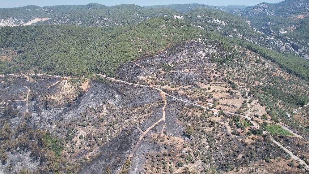 Milas’taki yangında 70 yıllık zeytin ağaçları kül oldu