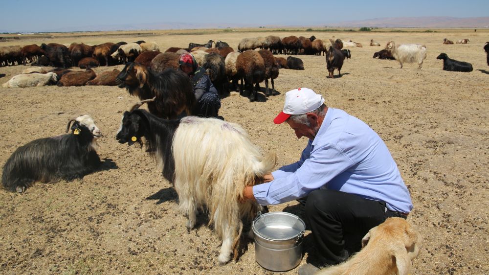 Muş Ovası’nda yaylacılık devam ediyor