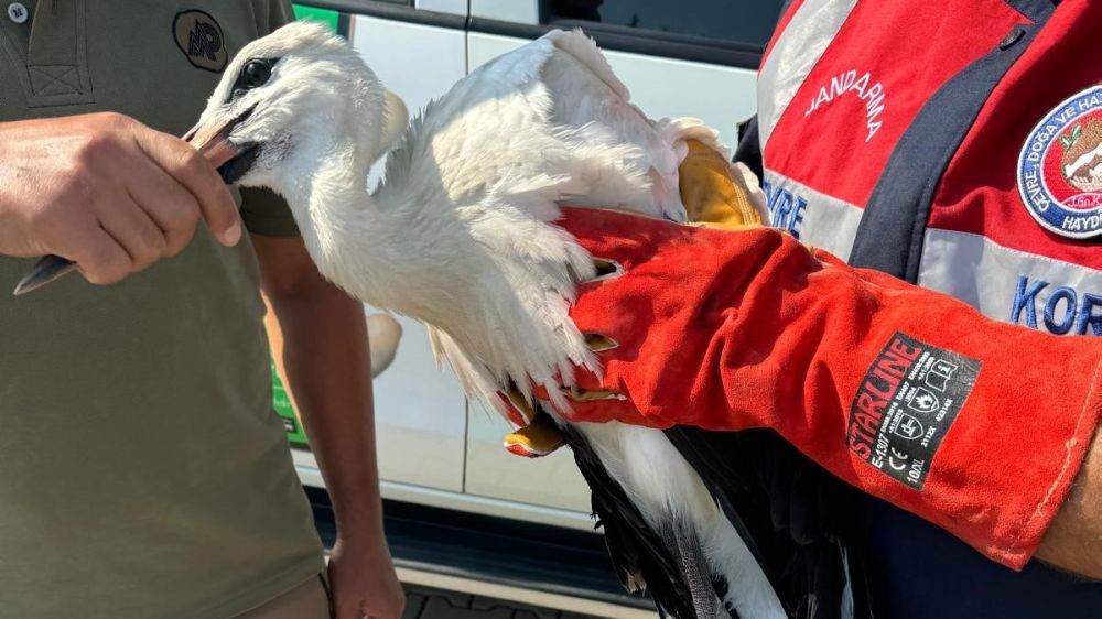 Osmaniye'de  yaralı leylek  itfaiye ekipleri tarafından kurtarıldı