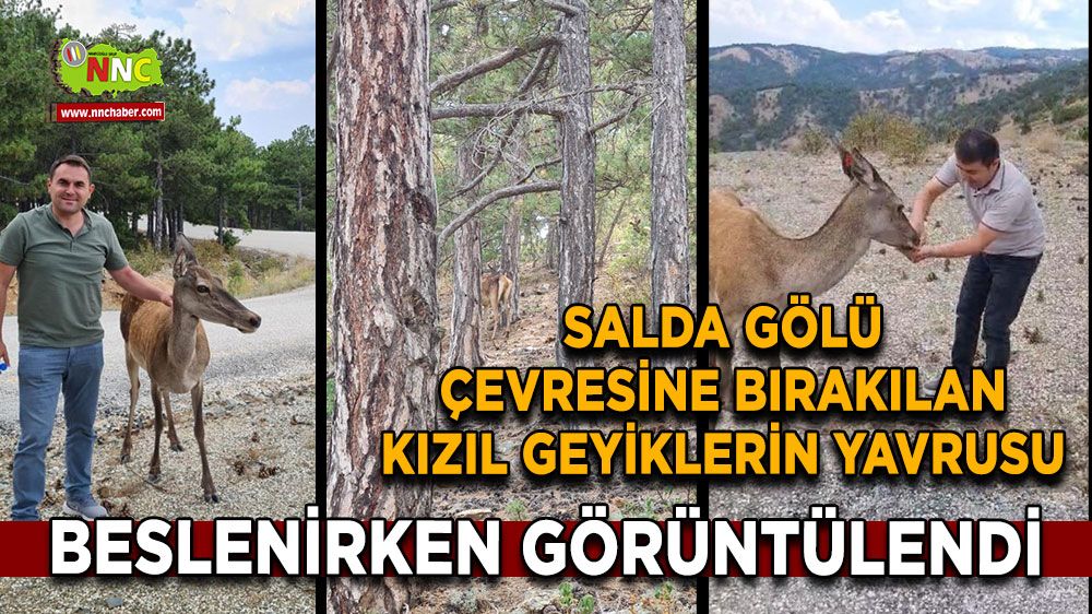  Salda Gölü çevresine bırakılan 23 kızıl geyikten biri yavrusu beslenirken görüntülendi