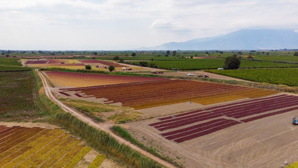 TARİŞ  kuru üzüm fiyatını açıkladı