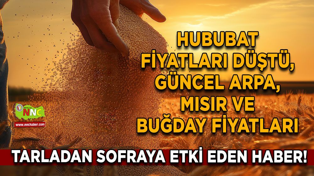 Tarladan sofraya etki eden haber! Hububat fiyatları düştü, güncel arpa, mısır ve buğday fiyatları