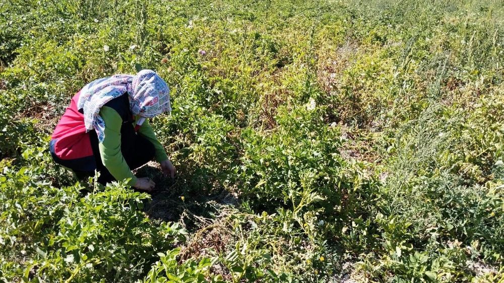 Tavşanlı’da patates üretim alanlarına hastalık ve zararlı surveyleri yapıldı