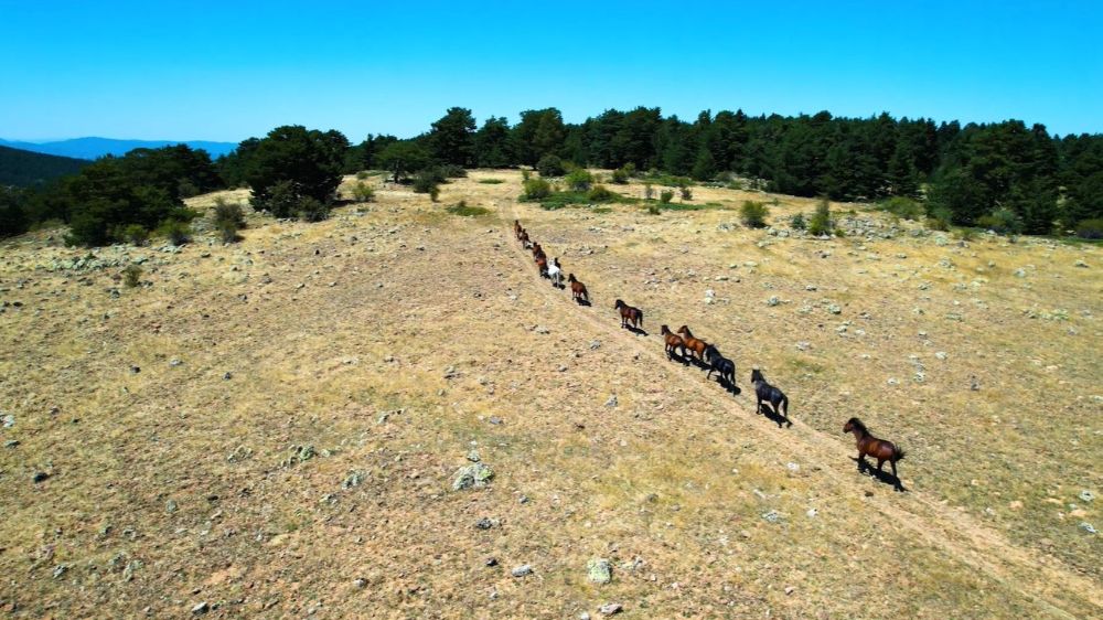 Yaylada gezen yılkı atları dron ile görüntülendi