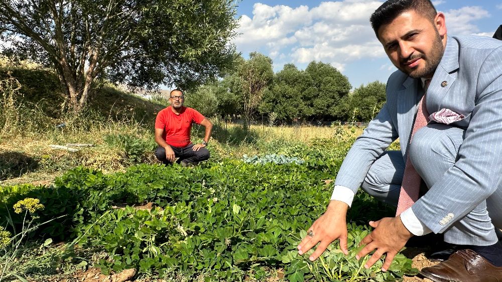 Yüksekova'da yer fıstığı hasadı için geri sayım başladı