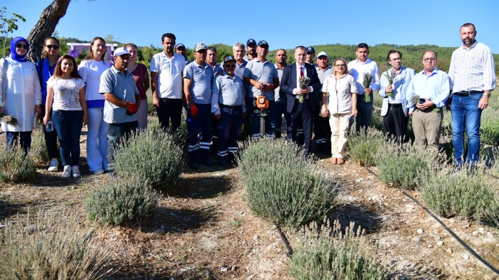 Yunusemre Belediyesinin lavanta bahçesinde hasat başladı