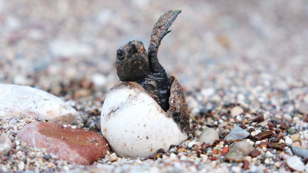 4 bin yavru caretta caretta denizle buluştu