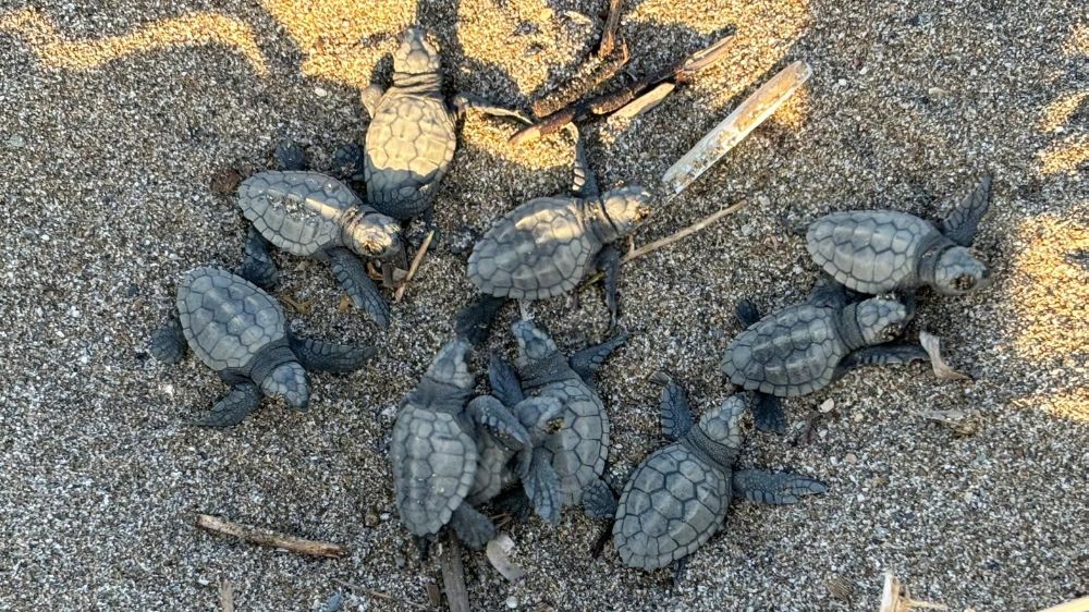 Antalya'da yavru caretta carettalar denize merhaba dedi