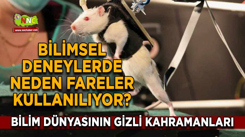 Bilimsel deneylerde neden fareler kullanılıyor? Onlar bilim dünyasının gizli kahramanları