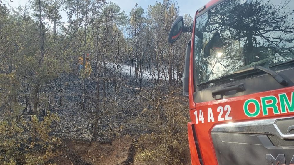 Bolu'da orman yangını Ekipler seferber oldu