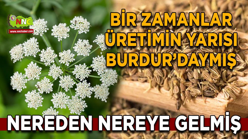 Burdur’da anason üretiminde büyük düşüş! 1990’dan 2023’e kadar yaşanan gerileme