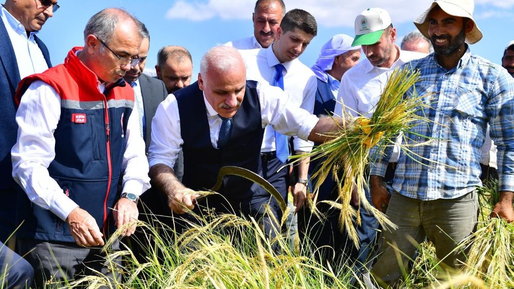  Diyarbakır'da Vali Zorluoğlu pirinç hasadına katıldı