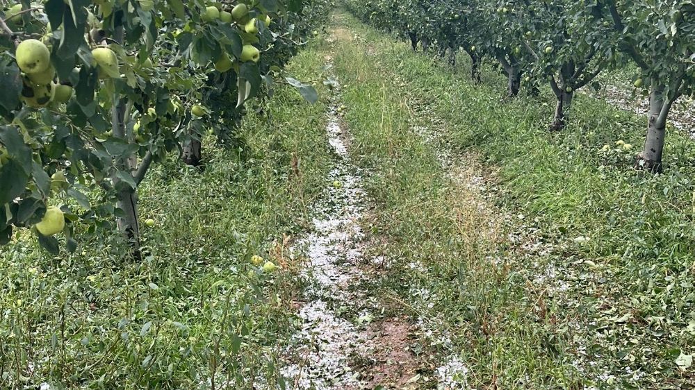 Eğirdir'de dolu yağışı bahçelere zarar verdi