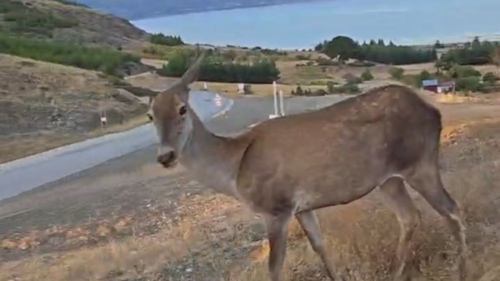 Eşeler yaylasına bırakılan kızıl geyik Salda Gölü kenarında bulunan Salda köyü içlerine gelerek vatandaşlara kendini sevdirdi