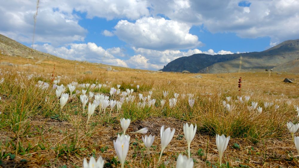 Gümüşhane'de yayla sakinlerinin göç zamanı geldi Vargit çiçekleri çıktı