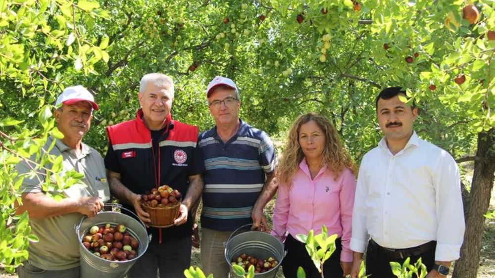 Isparta'da hünnap hasat sezonu başladı