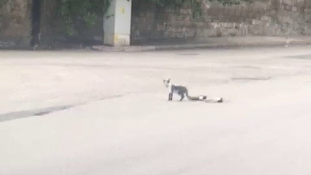 Karabük'te yavru kedi ölen çaresizce annesinin başında bekledi