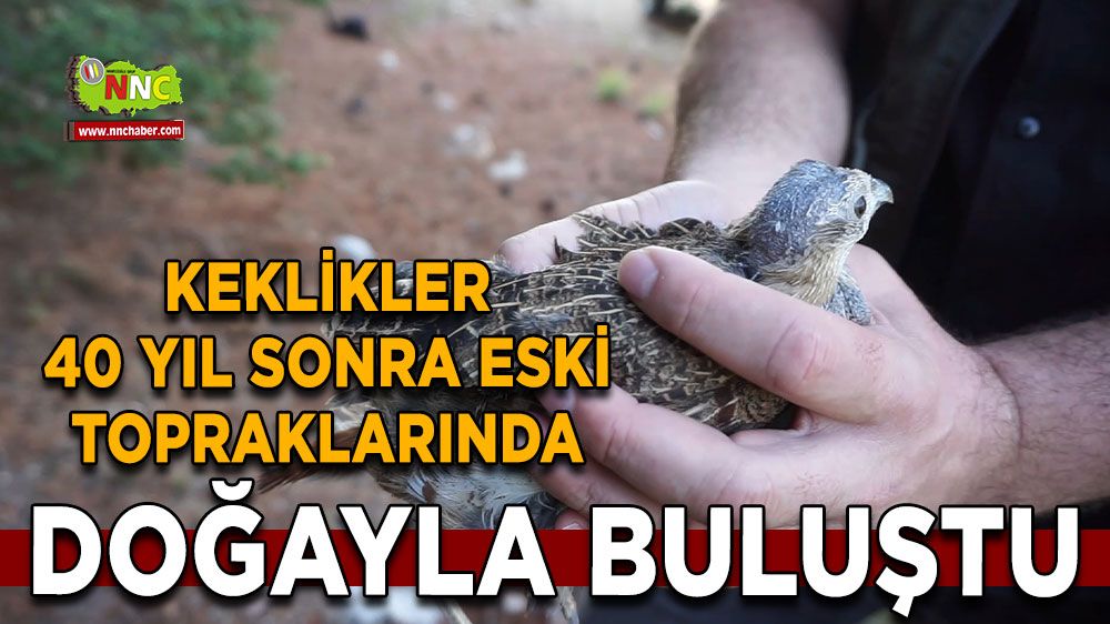 Keklikler 40 yıl sonra eski topraklarında doğayla buluştu