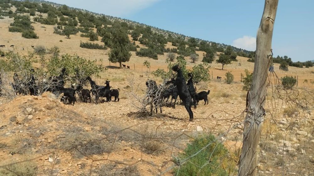 Korkuteli Üzücü Olay Meyveli Antep fıstığı fidanları keçilere yem oldu