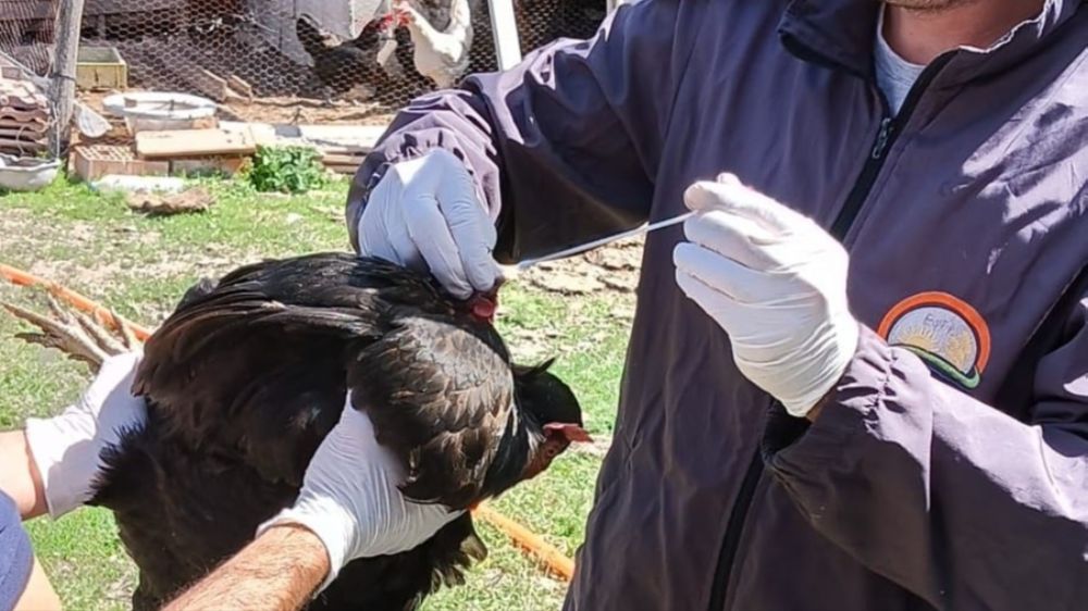 Sağlıklı yumurta üretimi için tavuklara tarama yapıldı