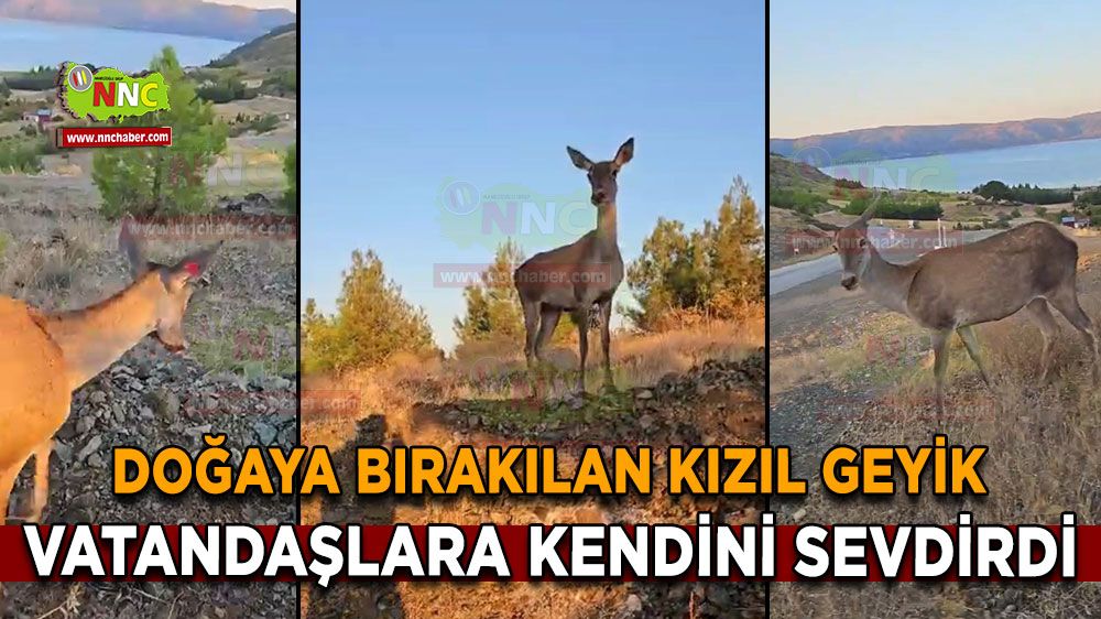 Salda Gölü'nde vatandaşlara kendini sevdiren kızıl geyik