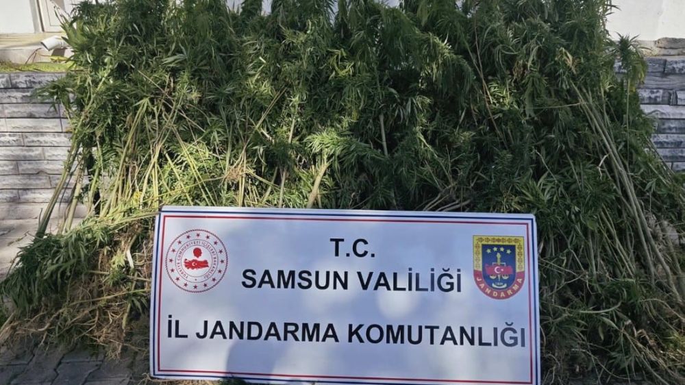  Samsun'da jandarmadan operasyon çok sayıda kenevir bulundu