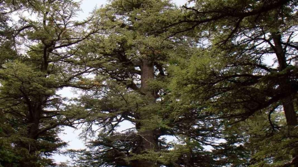 Türkiye’nin ikinci en yaşlı ağacı nerede   Kaç yaşında  