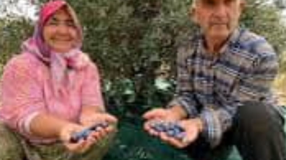 Ulusal Zeytin Konseyi Antalya Temsilcisi Zafer Tan 'Zeytin üreticilerine erken hasat uyarısı