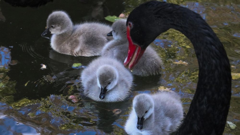 Ankara Kuğulupark'ta 5 siyah kuğu yavrusu dünyaya geldi