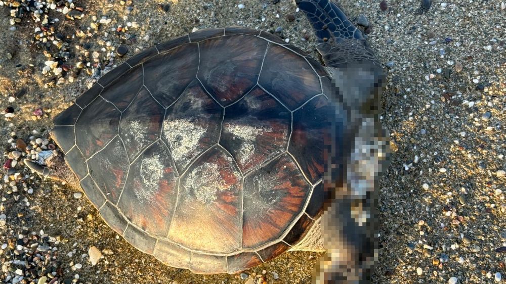 Antalya'da caretta caretta başı kopmuş şekilde bulundu