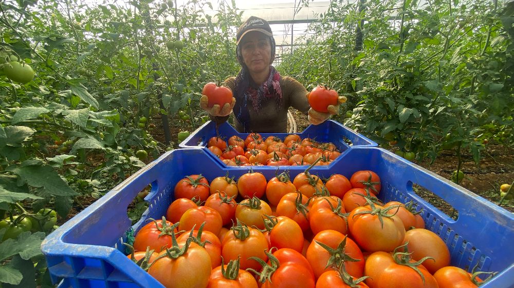 Antalya'da domates hasadı başladı