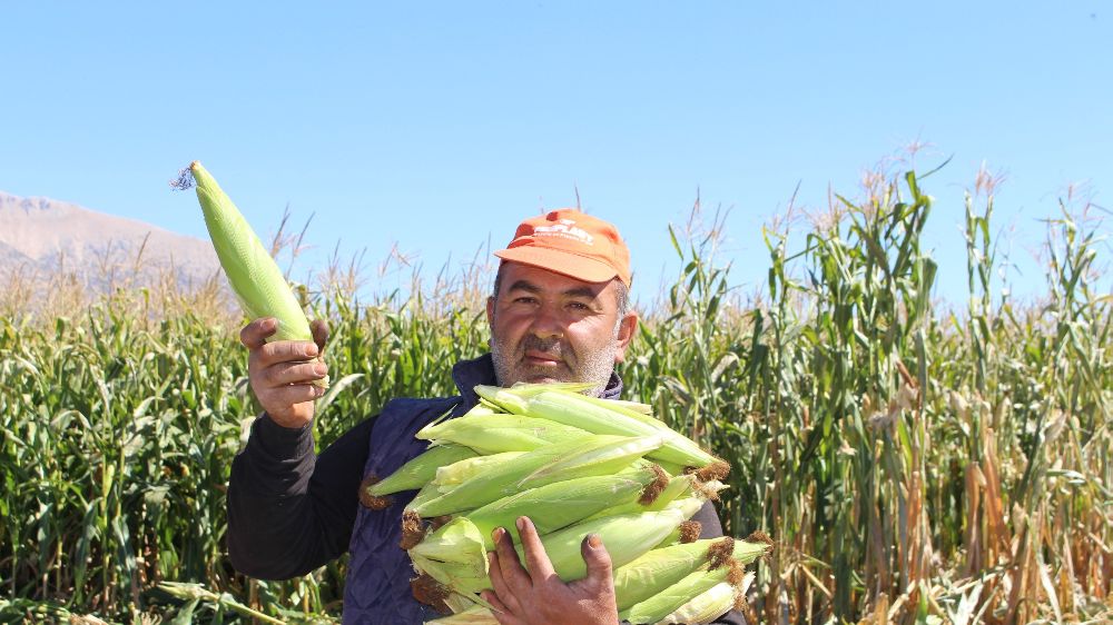 Antalya'da silajlık mısır hasadı 