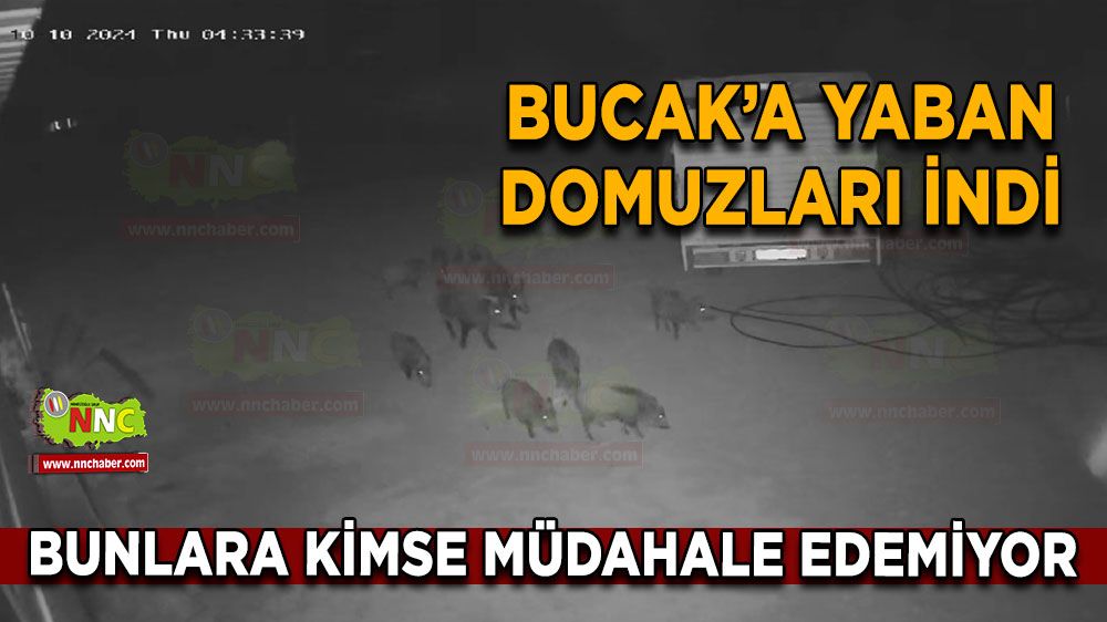 Bucak'a domuz sürüsü indi! Kameralar görüntüledi