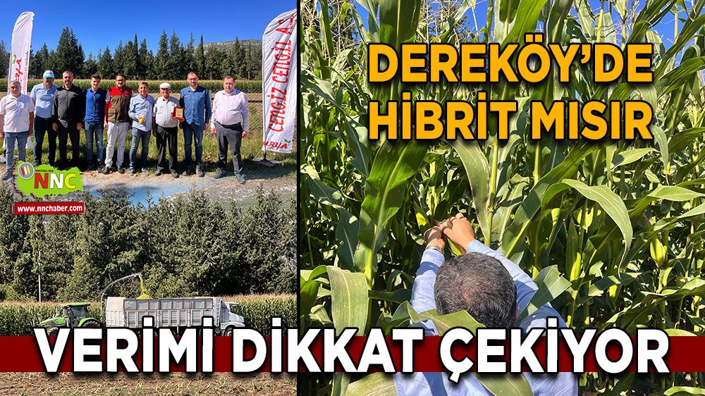 Bucak Dereköy’de hibrit mısır verimi dikkat çekiyor