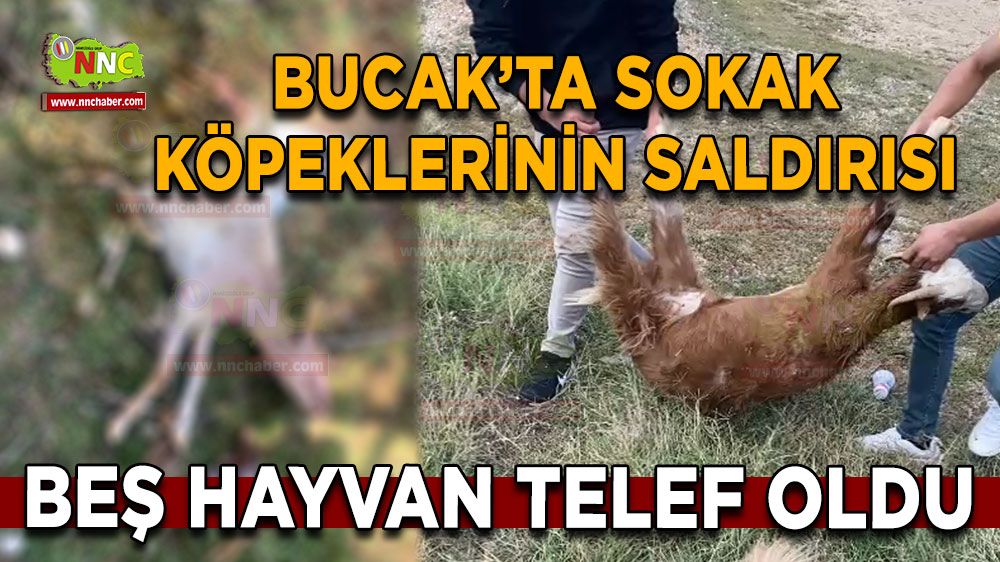 Bucak’ta sokak köpekleri beş hayvanı telef etti