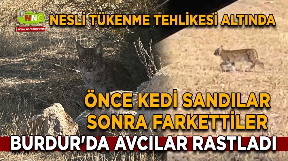 Burdur'da avcılar rastladı, Önce kedi sandılar sonra farkettiler