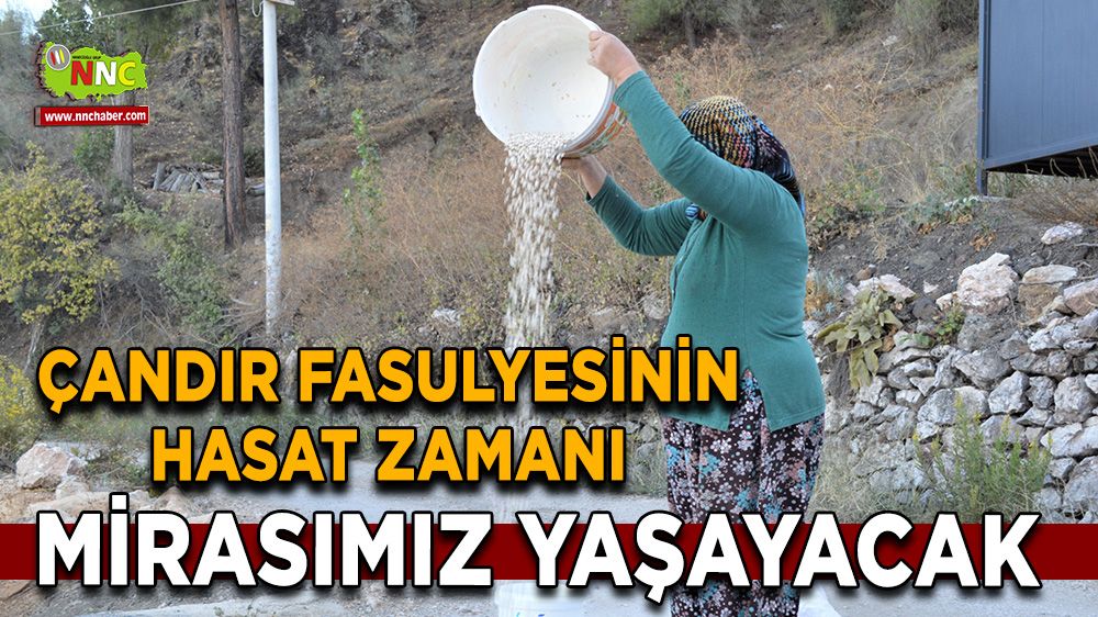 Çandır Fasulyesinin hasat zamanı