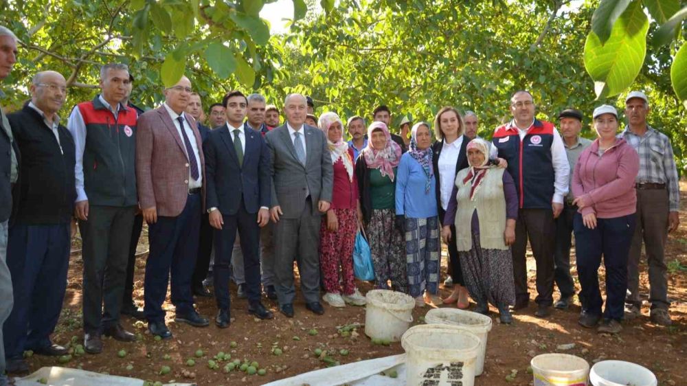 Denizli’de  ceviz hasadı başladı yüzde 46 artış bekleniyor