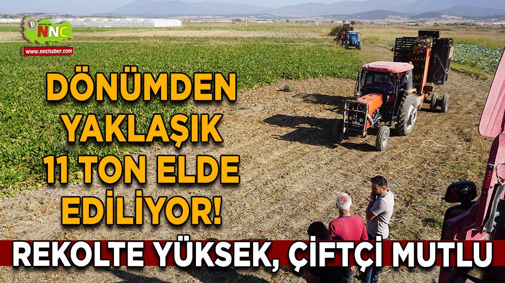 Dönümden yaklaşık 11 ton elde ediliyor! Rekolte yüksek, çiftçi mutlu