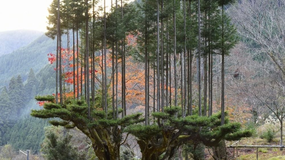 Japonlar, Daisugi yöntemiyle 600 yıldır ağaç kesmiyor, en kaliteli ahşabı da onlar üretiyor