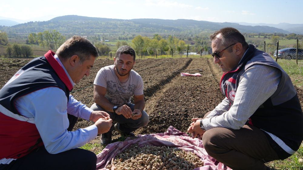 Kastamonu'da doğada toplanması yasak olan salebin üretimi artıyor