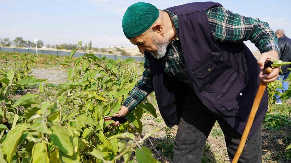 Keçioren Belediye Bostan dikti Mahsulleri kendi elleriyle topladılar