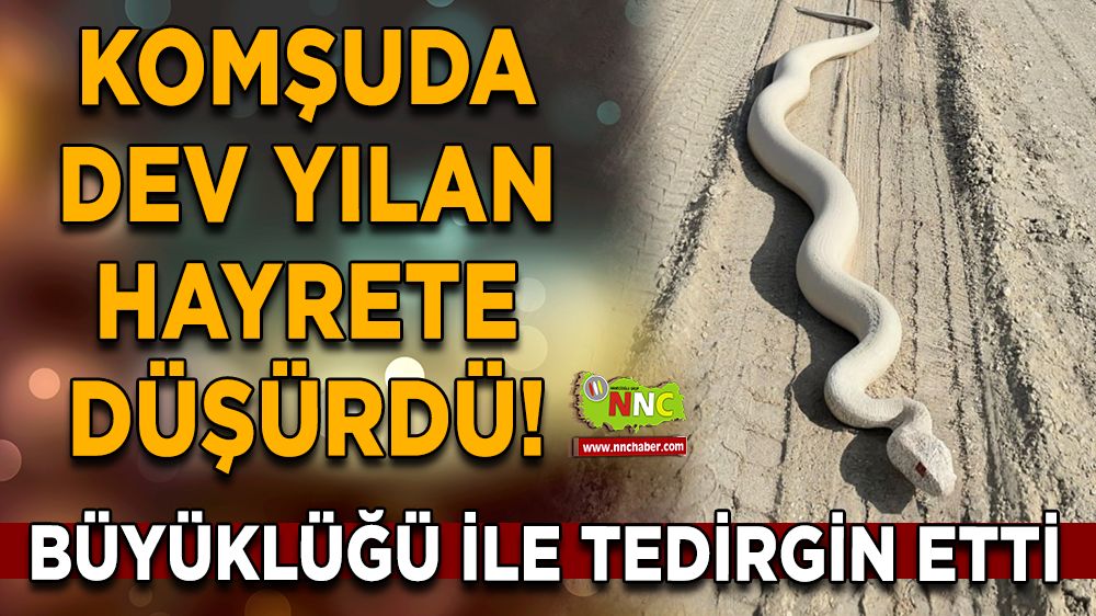 Komşuda dev yılan hayrete düşürdü! Büyüklüğü ile tedirgin etti